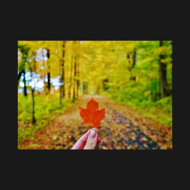 Holding Up a Red Maple Leaf by 1Redbublppasswo