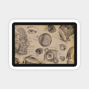 Vintage eyes optometrist medical anatomy drawing design. Magnet