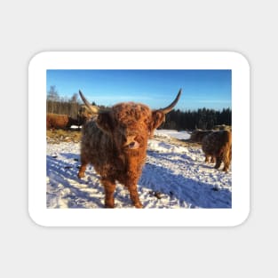 Scottish Highland Cattle Cow 1692 Magnet