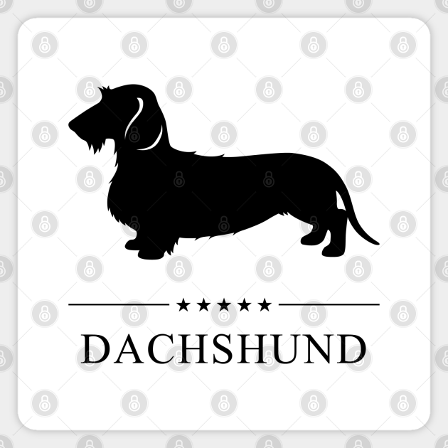 black wire haired dachshund