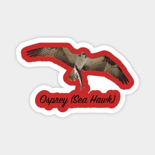 Ospray Sea Hawk The Bird of Prey Magnet