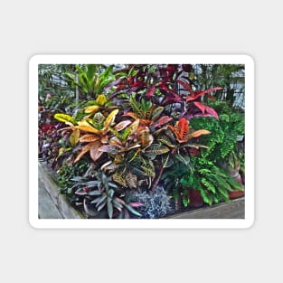 Croton in Greenhouse Magnet