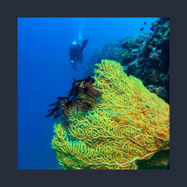 Sea Fan Coral by likbatonboot