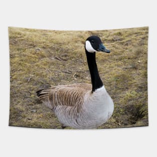 Canada Goose Patiently Waiting To Be Fed Tapestry