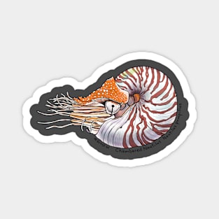 Chambered Nautilus Magnet