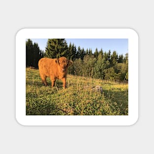 Scottish Highland Cattle Calf 1553 Magnet