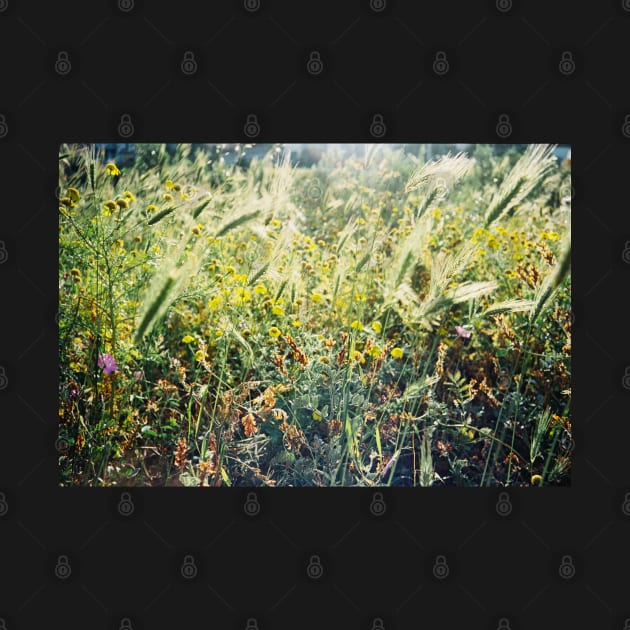 Green Spring Meadow Shot on Porta 400 Film by visualspectrum
