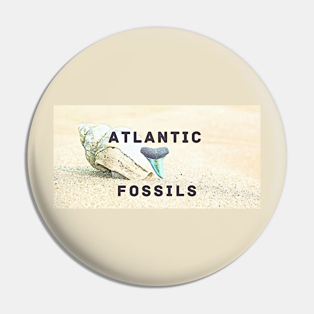 Conch Shell Atlantic Fossils Shark Tooth Pin by AtlanticFossils