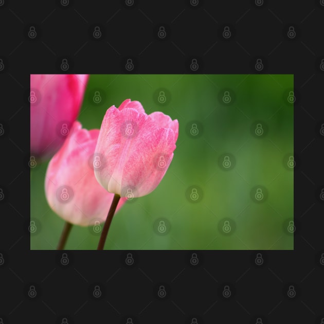 Pink tulips blossom close up, spring floral photo by KINKDesign