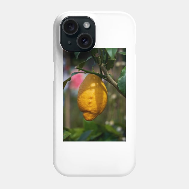 Single lemon in a tree Phone Case by naturalis