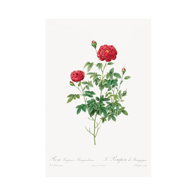 Pompon Rose (1817–1824) by Pierre-Joseph Redouté and Henry Joseph Redouté. by Elala