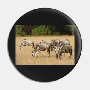 White Race Wildebeest Herd Grazing Pin