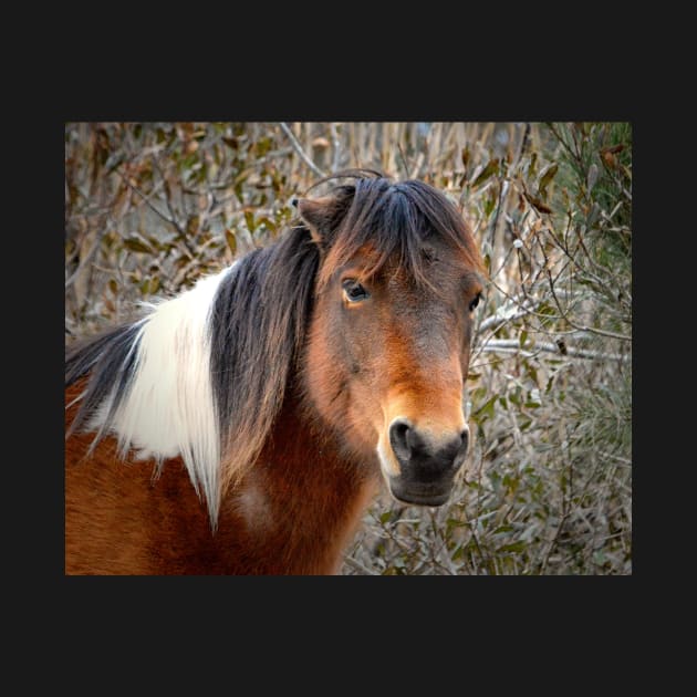 Assateague Island Pony Patricia Irene by Swartwout