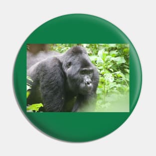 Male Silverback Gorilla in Uganda Pin