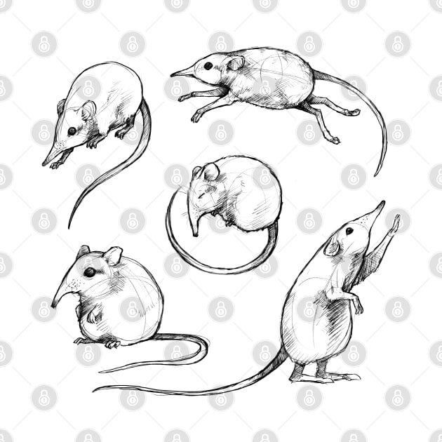 Sketches of an Elephant Shrew by AniaArtNL