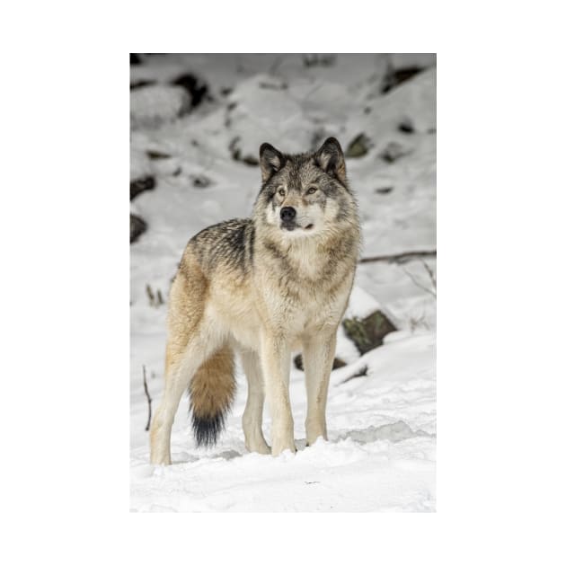 Timber Wolf by jaydee1400