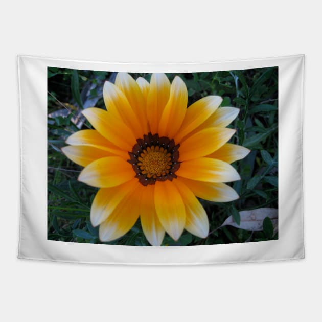 Gazania 13 Tapestry by Heatherian