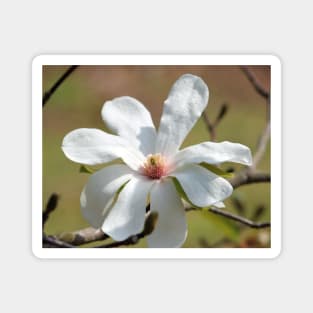 Magnolia Blossom Magnet