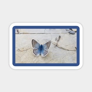 Blue butterfly Magnet