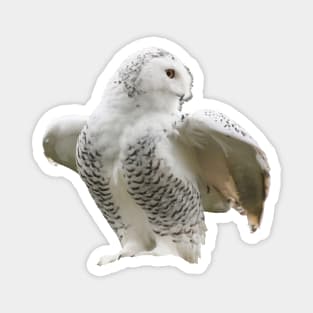 Snow owl / Swiss Artwork Photography Magnet