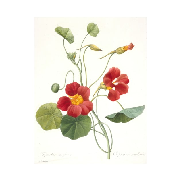 Tropaeolum majus (Garden Nasturtium) by Pierre-Joseph Redoute by Classic Art Stall