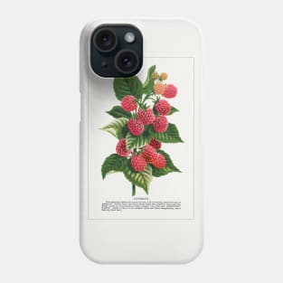 Cuthbert Raspberry lithograph (1900) Phone Case