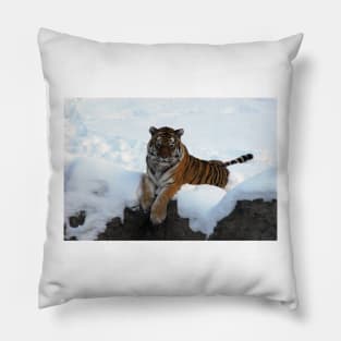 Tiger in the Snow Pillow