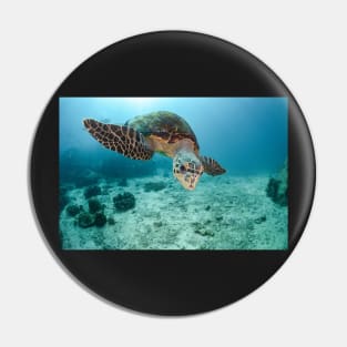 koh tao, white rock, hawksbill turtle Pin