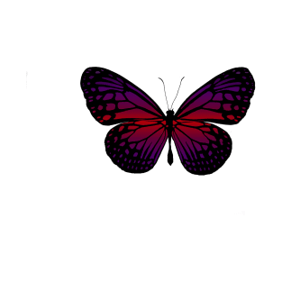 Color butterfly T-Shirt