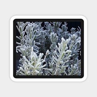 Winter, frozen lavender. Magnet