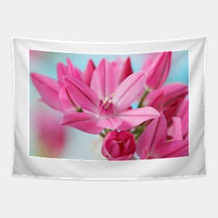 Allium oreophilum  Mountain lover  Pink lily leek  allium ostrowskianum Tapestry