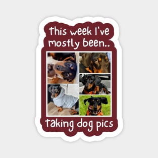 This week i've mostly been.. Taking Dog Pics Magnet