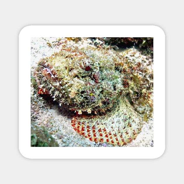 Scorpion Fish Magnet by Scubagirlamy