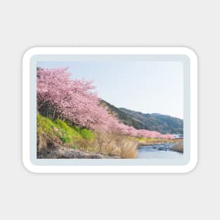 Riverbank cherry blossom Magnet