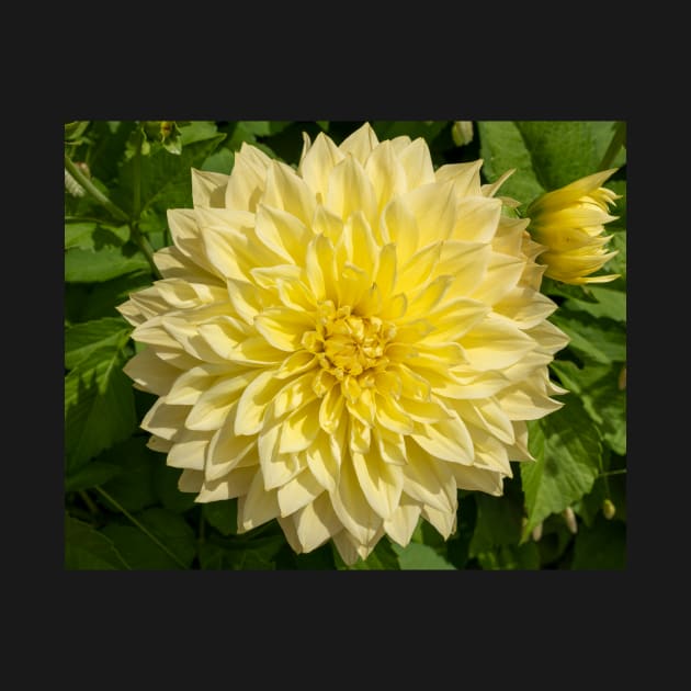 Bright Yellow Dahlia Flower Closeup by Harmony-Mind
