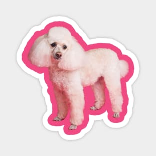 Cute poodle Magnet