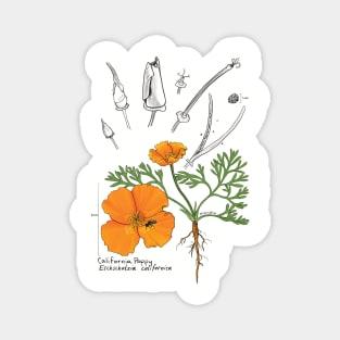 California Poppy Botanical - tan Magnet