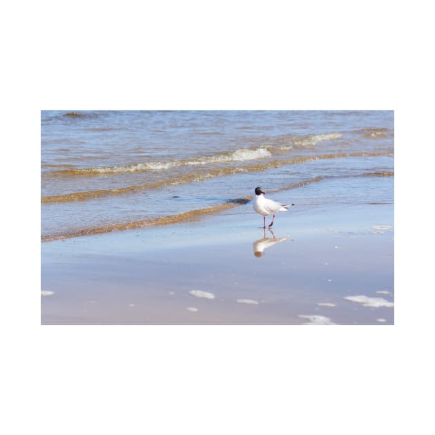 Seagull standing on one leg on the seacoast near water by lena-maximova