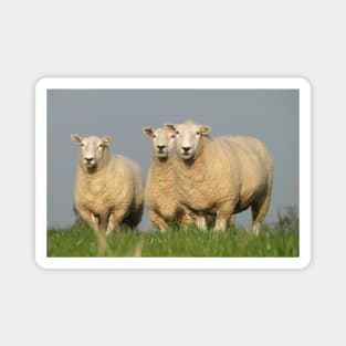 Curious Lleyn Sheep Magnet