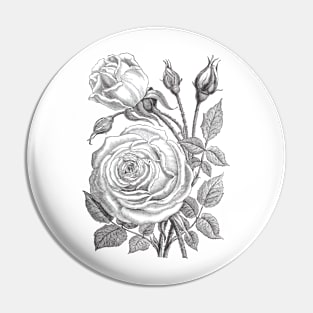 Rose Flowers Vintage Illustration Pin