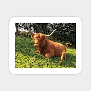 Scottish Highland Cattle Cow 2063 Magnet