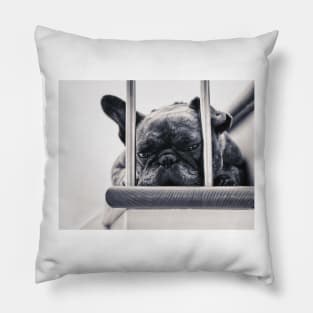 Frenchie Pillow