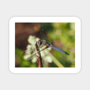 Blue dasher dragonfly (Pachydiplax longipennis) Magnet