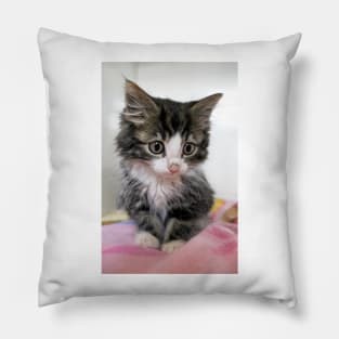 Itty Bitty Cutie Kitty Pillow