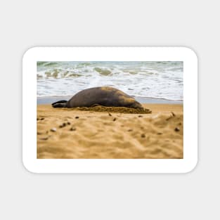 Hawaiian monk seal 2 Magnet