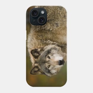 Gray Wolf Phone Case