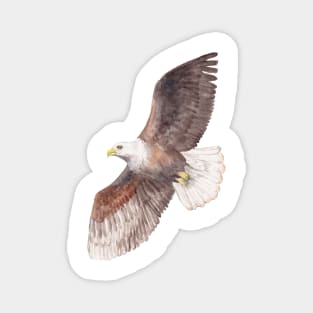 Soaring Watercolor Eagle Magnet