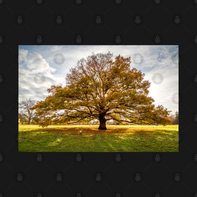 Autumn Oak by GeoffCarpenter