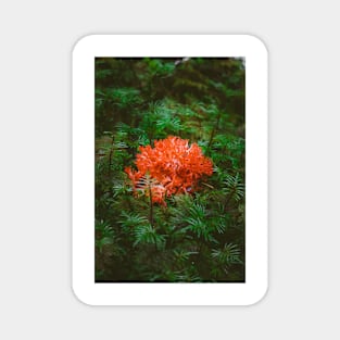 Pacific Northwest Coral Fungi Magnet