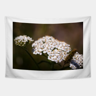 Close-up of yarrow flowers Tapestry